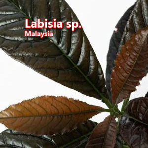 Labisia sp Malaysia